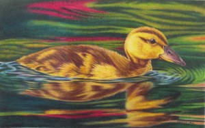 duckling 002
